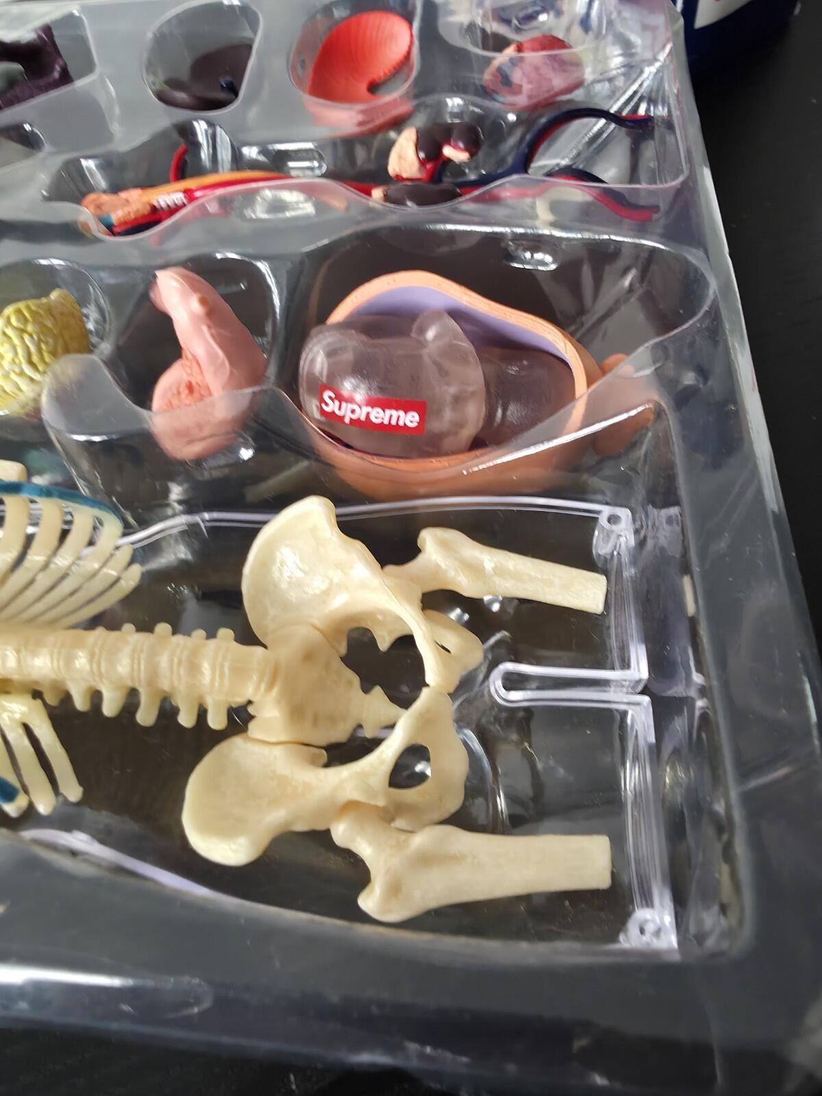 FW18 Supreme Female Anatomy Model Accessory