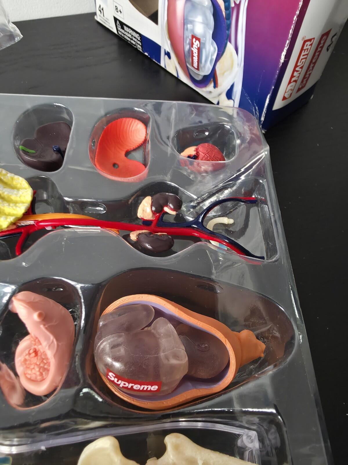 FW18 Supreme Female Anatomy Model Accessory