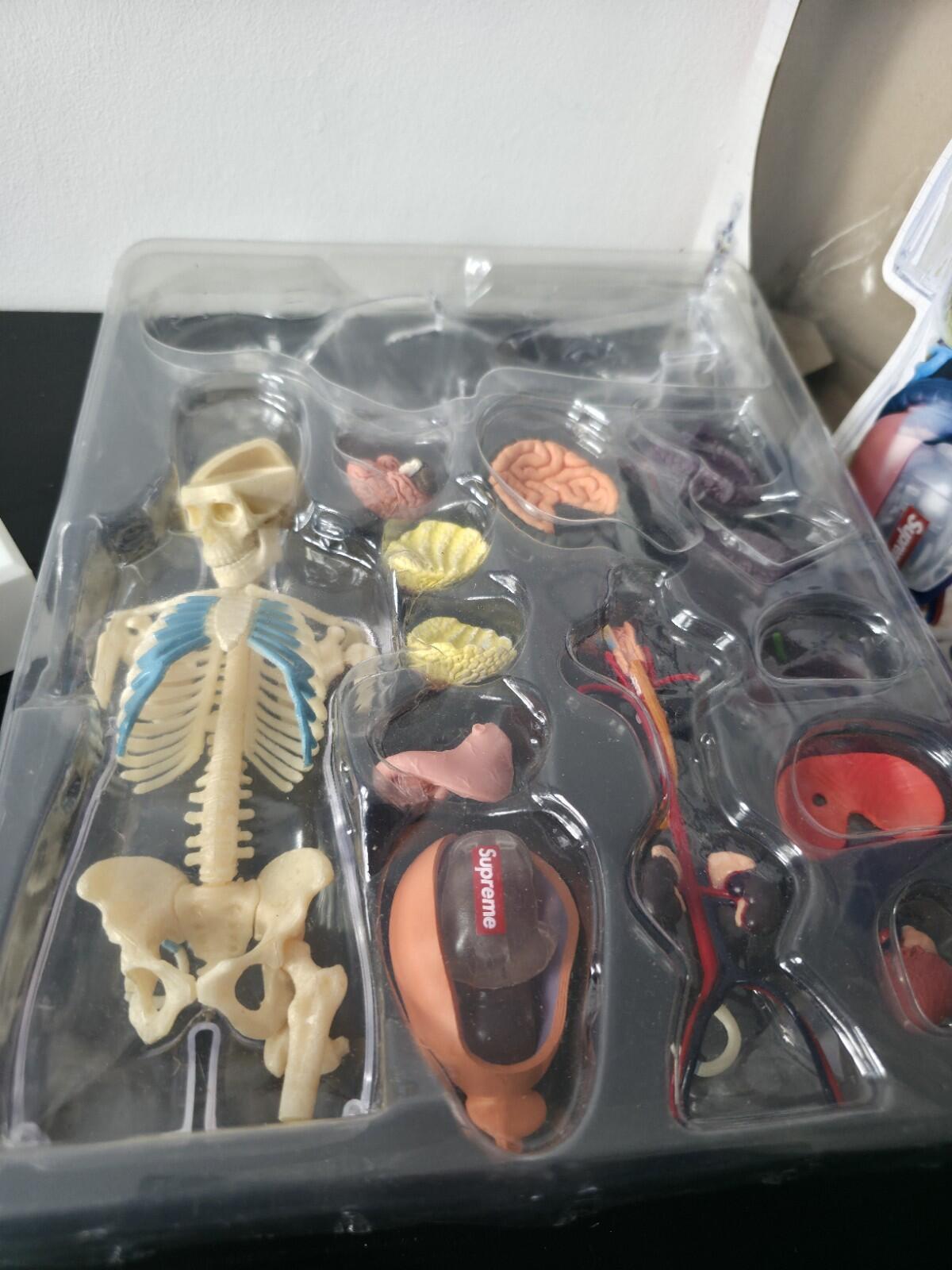 FW18 Supreme Female Anatomy Model Accessory