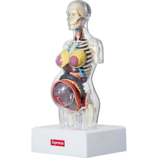 FW18 Supreme Female Anatomy Model Accessory