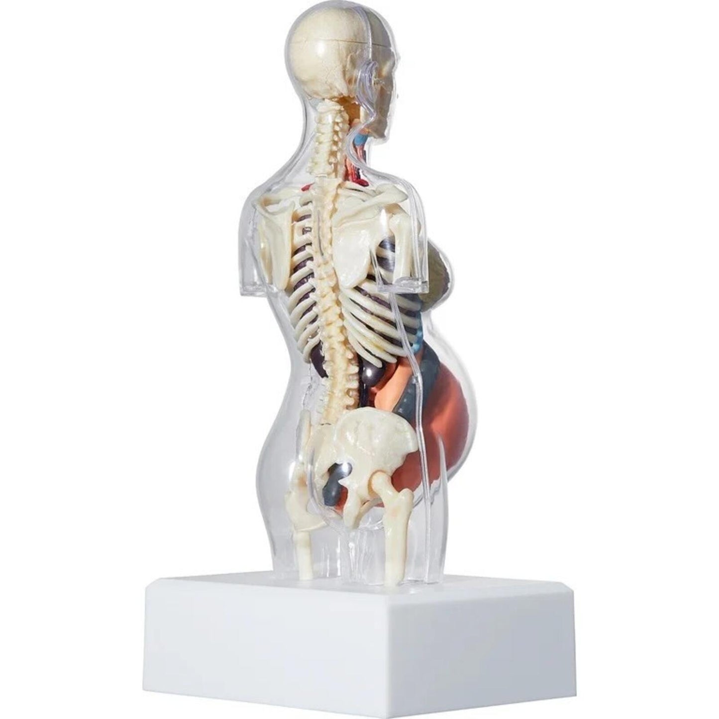 FW18 Supreme Female Anatomy Model Accessory