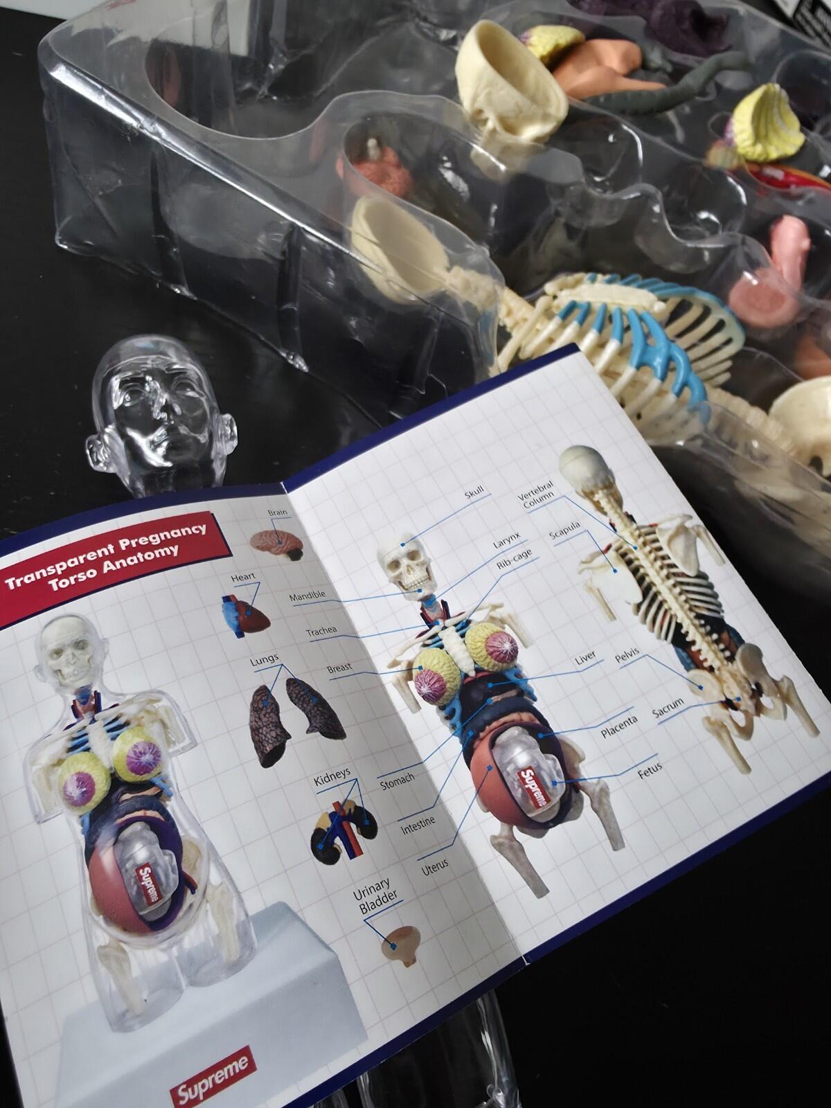 FW18 Supreme Female Anatomy Model Accessory